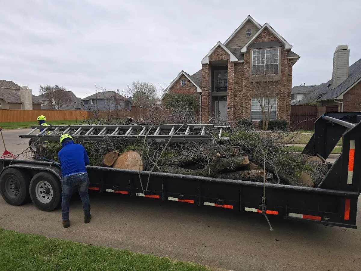 Expert Tree Pest Control with proper safety equipment in Independence
